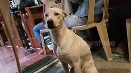 Adorable pet dog tries to stay awake while attending Christmas church service