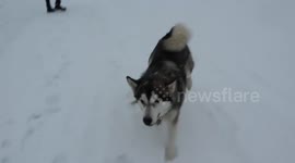 Alaskan Malamute Sojou Snowy Playfu Joy in Hope of a White Christmas