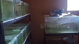 Philippines Earthquake Shakes Fish Tanks On Christmas Morning