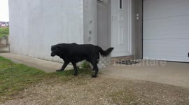 Dog guards owner's house but gets scared off by advancing drone