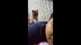 A cat Massages Tired Employer Coming home from work in West Jakarta. Indonesia