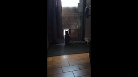 Sad cat, looking in the cats window