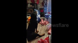 Funny dog gets up at 3 am in excitement to open stocking