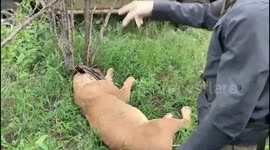 Lioness freed from snare around her neck in Kruger National Park