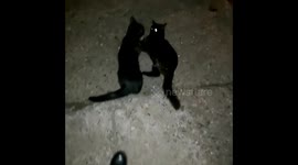 2 black cats having fun