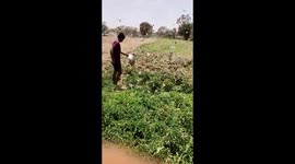 Locust swarm destroying my farm (gregarious pest) locust attack