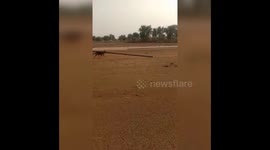 German Shepherd helps owner in farming to help the owner in farm