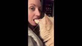 Sweet fuzzy orange cat politely tries to get one little taste