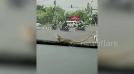 Chameleon Clings To Car Windscreen Wiper