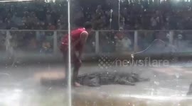 Annoyed Crocodile Slaps Away Zookeeper's Hand