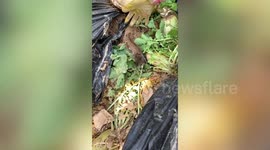 Four Baby Mice Hold Onto Their Mother