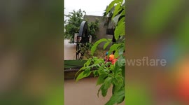 Cobra rescued from flood waters in Vietnam