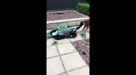 Boxer dog takes Terrier brother on rodeo ride on dog bed