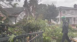 Heavy rain and wind bring down trees in southern California