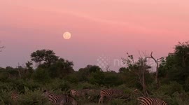 Last full moon of 2020 creates stunning scenery over the African savanna