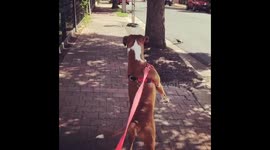 Boxer dog stands on tip toes like a human to spy on cat