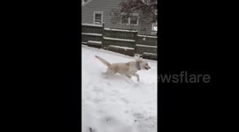 Labradoodle can't stop playing in Nebraska snow
