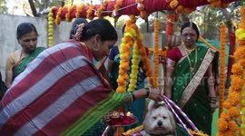 Couple celebrate a grandiose traditional baby shower for their pet dog Lucy