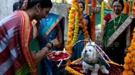 Watch - More visuals --Pet Parents organized traditional Baby Shower For their pet dog Lucy in grand ceremony