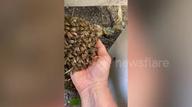 Brave beekeeper carries a swarm of bees in his palm in Australia
