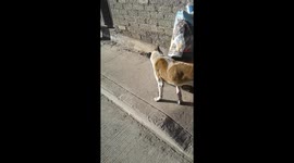 Dog on its waay to the grociery store.