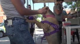 Tips so pets don't suffer with fireworks and pyrotechnics during the end of the year celebrations