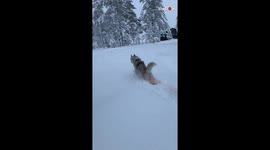 Husky has a ball of a time playing in snow for the first time