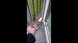 Curious squirrel comes to flat window to get nutty snacks from tenant