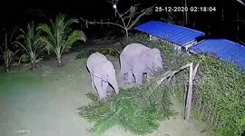 Mother and baby elephant raid garden before tearing down tree and shunting car in
