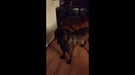 Cute dog asking her if she has ants in her pants