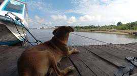 Dog enjoying the view of Rio Negro river in Manaus - Brazil