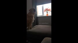 Pippa shouting at the snow