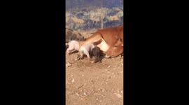 Moment a cow is seen nursing a few piglets by allowing them to drink from its udder in Eastern India
