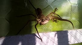 When predator becomes the prey: Home spider is seen devouring lizard thrice its size in Eastern India