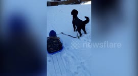 Dog attached to sledge sprints off sending 4-year-old flying into the snow