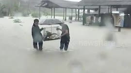 Cats rescued from floods in Johor, Malaysia