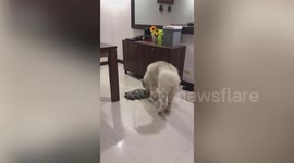Smart dog wipes up his own pee after making a mess on the floor
