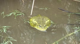 Bullfrog breeding frenzy after rain in Kruger National Park