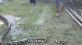 12-feet-long python rescued in northeastern India
