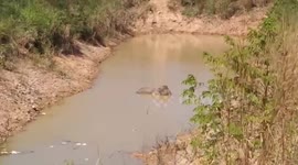 Elephant rescued after spending two days stuck in muddy pit in Thailand
