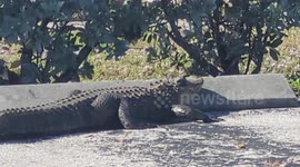 Alligator spotted roaming outside Florida medical facility