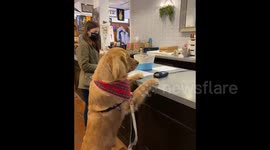 Golden retriever climbs counter, patiently waits for gifts to be wrapped in cute scene