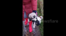 Tiny pug's doggy air paddle over muddy puddle goes viral on TikTok