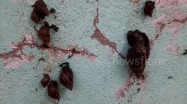 A snail park in Southern India is creating Chaos to the people living around there.