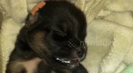 Adoption of a Cute Puppy Stranded on the Street. East Jakarta. Indonesia