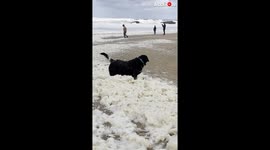 Dog plays as wave of seafoam invades beach in Duesseldorf, Germany