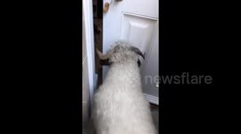 A sheep that loves Brussels sprouts and people