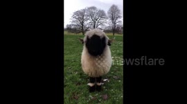 Cheerful sheep from the UK walks with his friend pug