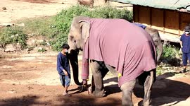 Chilly elephants keep warm with custom-made sweaters during cold winter weather in Thailand