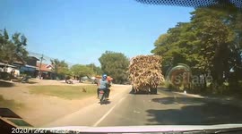 Hundreds of pieces of sugarcane fall from the back of moving truck